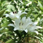 Lily
